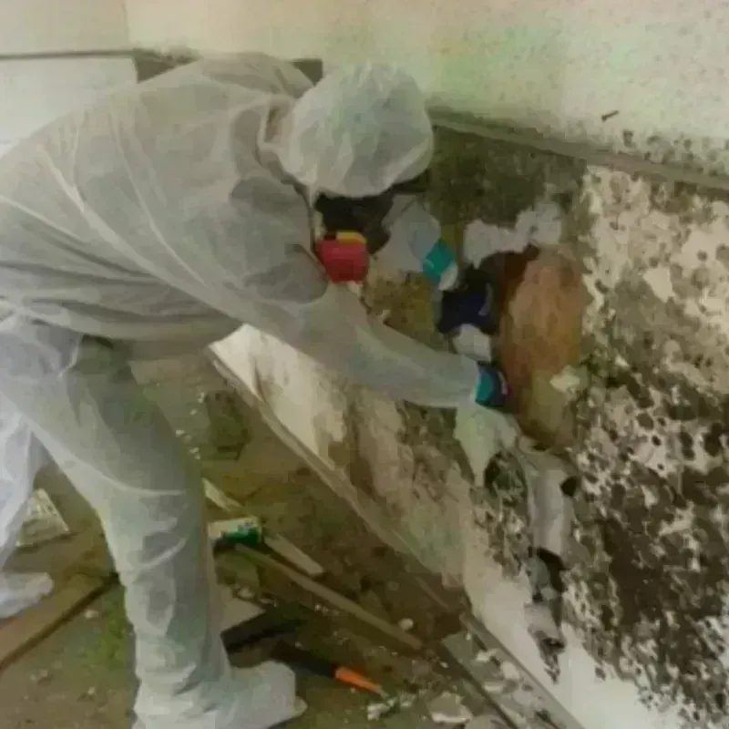 Mold Remediation and Removal in Sharpsburg, NC